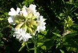 Saponaria officinalis