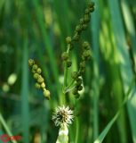 Sparganium neglectum