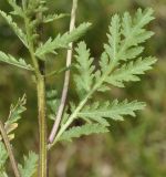 Tanacetum vulgare