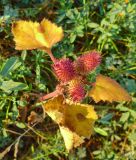 Xanthium orientale