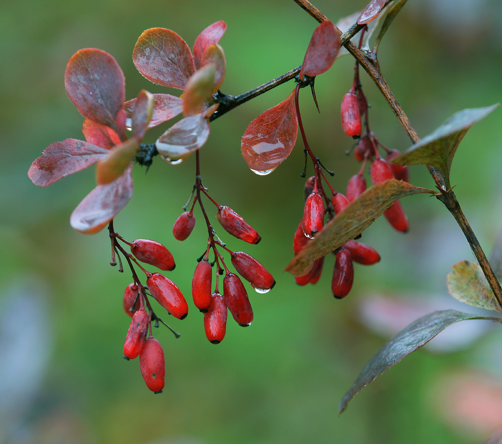 Изображение особи Berberis vulgaris f. atropurpurea.