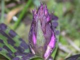 Dactylorhiza aristata. Соцветие в стадии бутонизации. Камчатский край, Елизовский р-н, пойма р. Авачи, склон на поляне в подлеске каменноберезового леса. 24.05.2008.