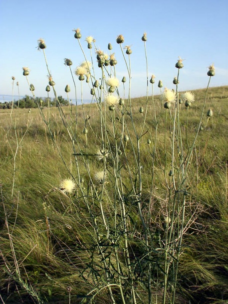 Изображение особи Rhaponticoides taliewii.