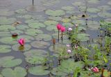 Nymphaea rubra. Цветущие растения (рядом видны побеги цветущей Ipomoea aquatica). Андаманские острова, остров Хейвлок, пруд на окраине поселка. 01.01.2015.