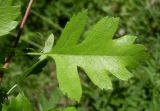 Crataegus monogyna. Лист. Ростовская обл., Азовский р-н, Александровский лес, на обочине лесной дороги. 21.05.2015.