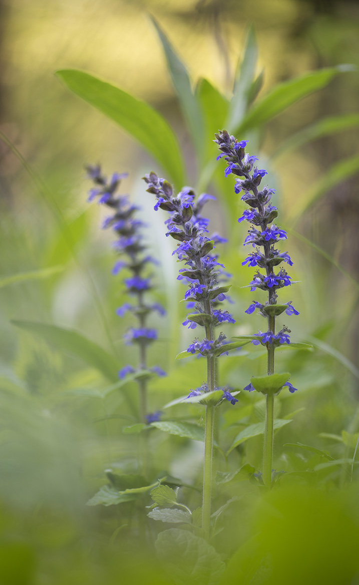 Изображение особи Ajuga reptans.