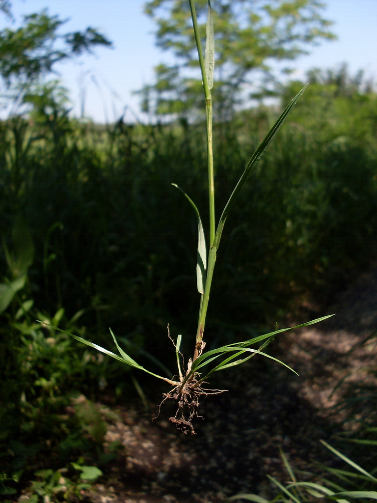 Изображение особи Poa annua.