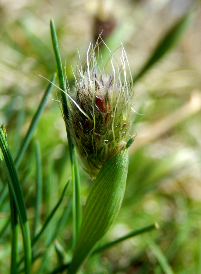 Изображение особи Alopecurus vaginatus.