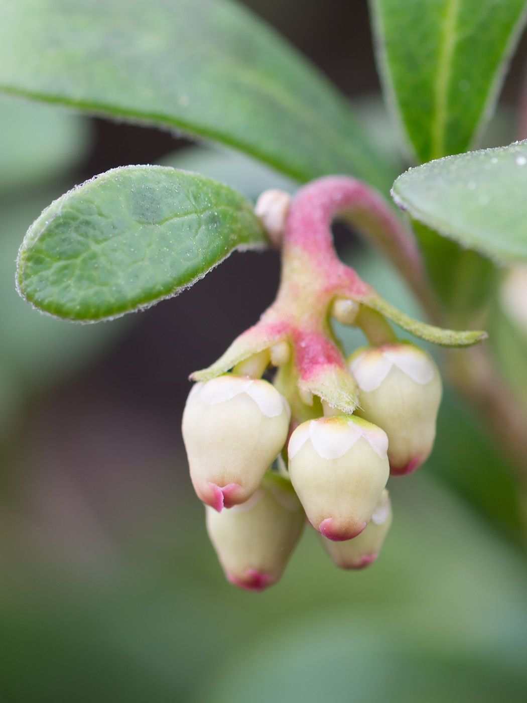 Изображение особи Arctostaphylos uva-ursi.