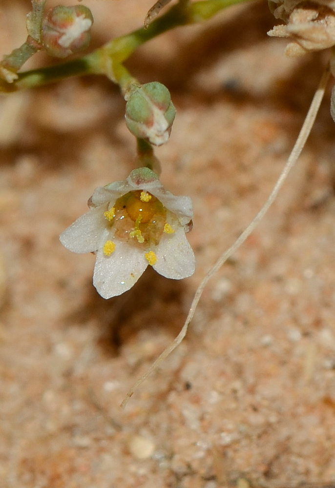 Изображение особи Polycarpaea robbairea.