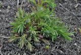 Euphorbia cyparissias