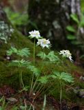 Anemonastrum brevipedunculatum. Цветущее растение. Приморский край, Тернейский р-н, окр. пгт Терней, лиственично-дубовый лес вблизи морского побережья. 13.06.2016.