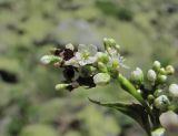 Aconogonon panjutinii. Часть соцветия, поражённого головнёй. Кабардино-Балкария, Эльбрусский р-н, долина р. Ирик, ок. 2300 м н.у.м. 14.07.2016.