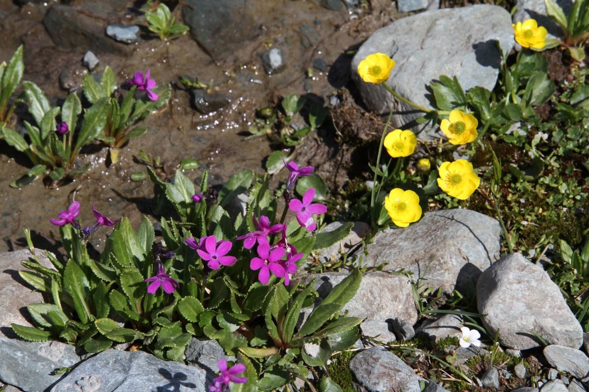 Изображение особи Primula nivalis.