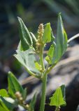 Atriplex prostrata