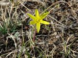 Gagea pauciflora. Цветущее растение. Иркутская обл., Усть-Ордынский р-н, гора Булен, склон. 26.04.2016.