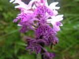 Dactylorhiza fuchsii