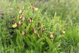 Cypripedium calceolus. Отцветающие растения на разнотравном лугу. Ленинградская обл., Гатчинский р-н, окр. пос. Пудость, заброшенный травертиновый карьер. 11.06.2017.