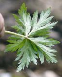 Trollius sibiricus. Лист. Якутия, Нерюнгринский р-н, окр. перевала Тит, полоса задернованного склона под ЛЭП. 22.06.2016.