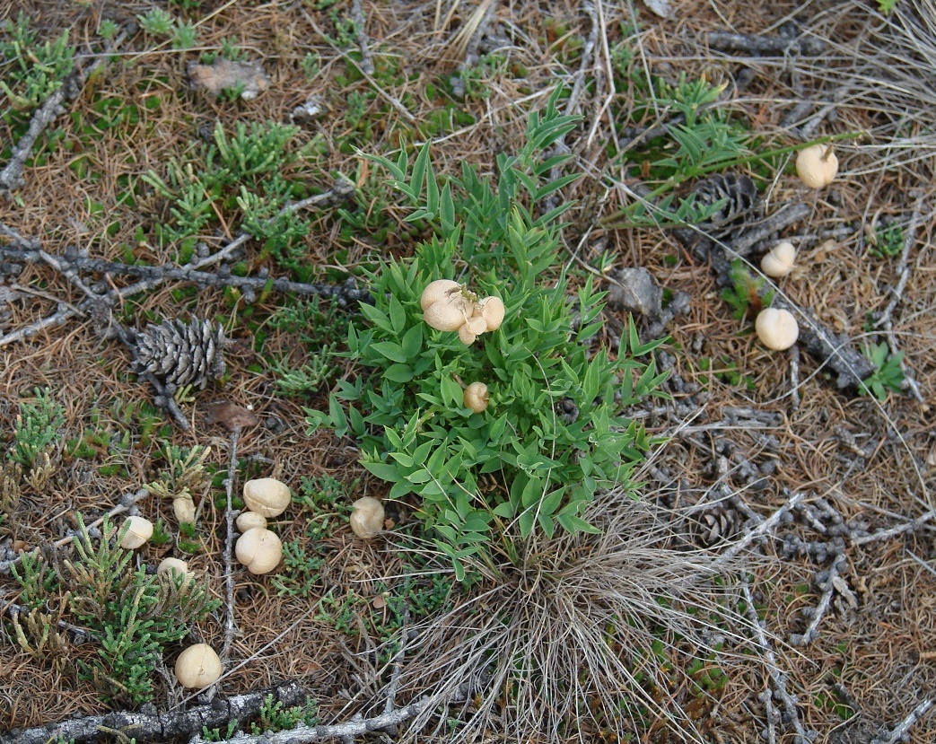 Изображение особи Astragalus chorinensis.