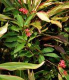 Jatropha integerrima. Верхушка ветви с соцветиями и плодом. Малайзия, Куала-Лумпур, в культуре. 13.05.2017.