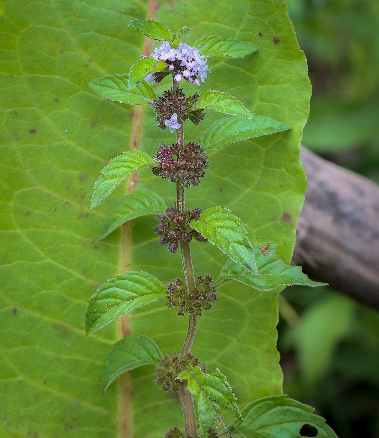 Изображение особи Mentha arvensis.