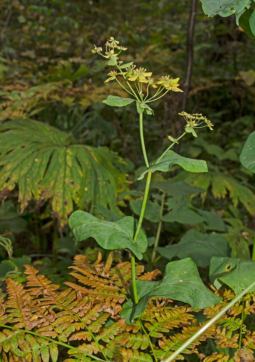 Изображение особи Bupleurum longifolium ssp. aureum.