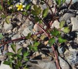 Ranunculus repens