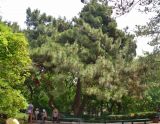 Pinus pityusa. Взрослое дерево. Крым, Карадагский заповедник, биостанция, парк. 21.06.2017.