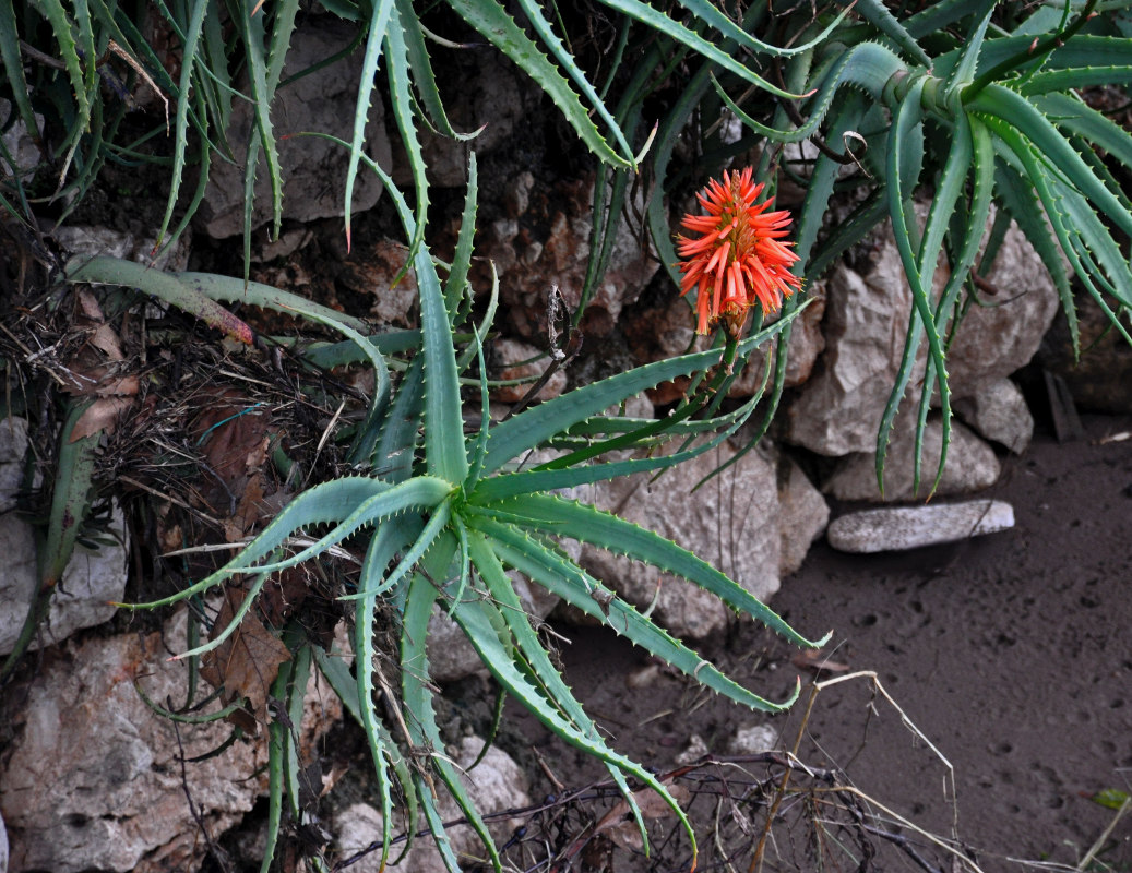 Изображение особи Aloe arborescens.