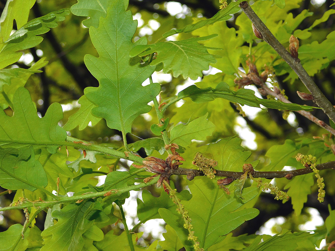 Изображение особи Quercus petraea.