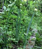 Allium altaicum