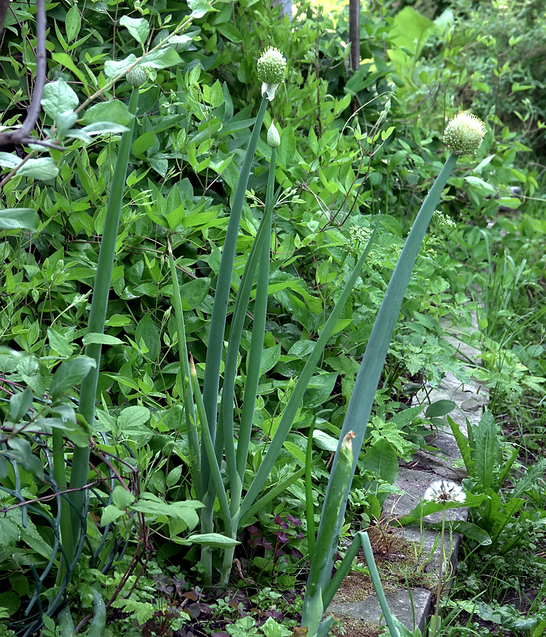 Изображение особи Allium altaicum.