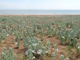 Convolvulus persicus. Цветущие растения. Дагестан, Дербентский р-н, побережье Каспийского моря в 4 км к северо-востоку от пгт Мамедкала, приморские пески. 5 июня 2019 г.