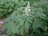 Rodgersia aesculifolia