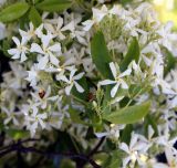 Trachelospermum jasminoides