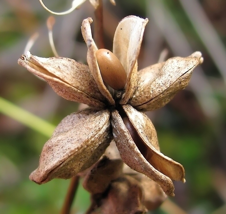 Изображение особи Scheuchzeria palustris.