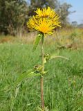 Inula helenium