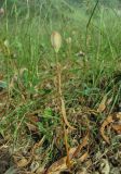 Fritillaria ophioglossifolia