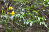 Jasminum mesnyi. Верхушки побегов, один - с цветками. Краснодарский край, г. Сочи, парк \"Дендрарий\", рядом с южным входом в парк, в культуре. 11.05.2021.