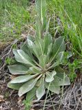 Verbascum urumoffii