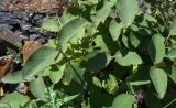 Viburnum lantana