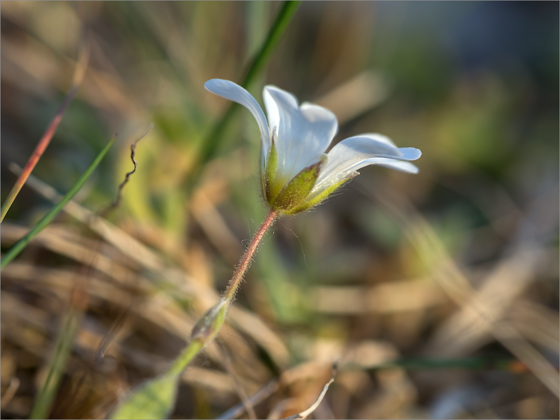 Изображение особи семейство Caryophyllaceae.