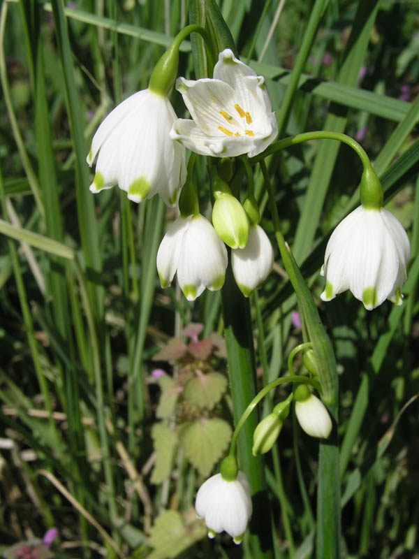 Изображение особи Leucojum aestivum.