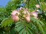 Albizia julibrissin. Верхушка побега с соцветиями. Турецкая Республика, пров. Анталья, г. Кемер (Türkiye Cumhuriyeti, il Antalya, Kemer); в городском озеленении. 04.06.2009.