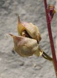 Scrophularia exilis. Зрелый плод. Крым, Ялтинская яйла. 15 июля 2012 г.