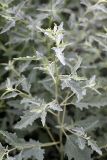 Atriplex tatarica