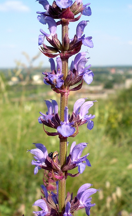 Изображение особи Salvia tesquicola.