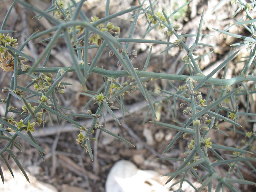 Изображение особи Asparagus horridus.