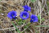 Gentiana grandiflora. Цветущие растения. Респ. Алтай, Кош-Агачский р-н, Северо-Чуйский хр., альплагерь Актру. 12.06.2009.